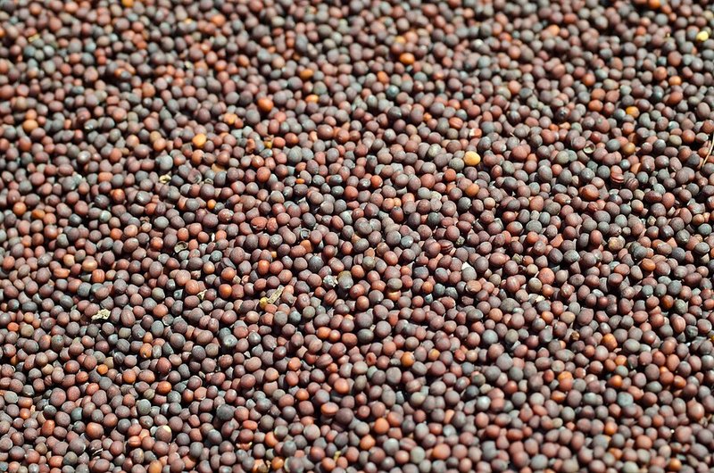Mustard Seeds 100 g