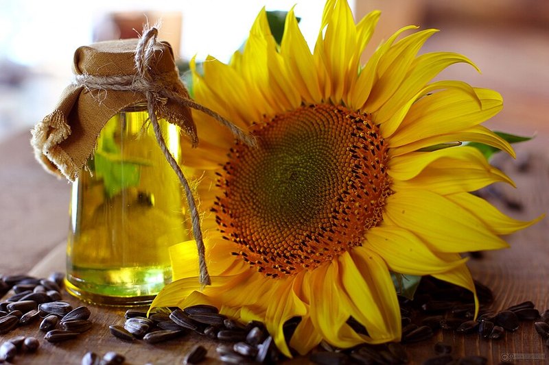 Freedom Refined Sunflower Oil 1 L